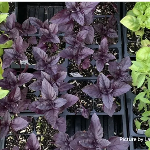 Seedlings, Laura Westley