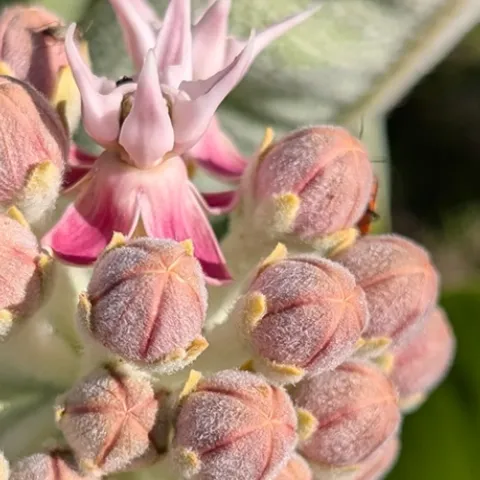 Expert information on solving home garden plant problems in Sonoma County