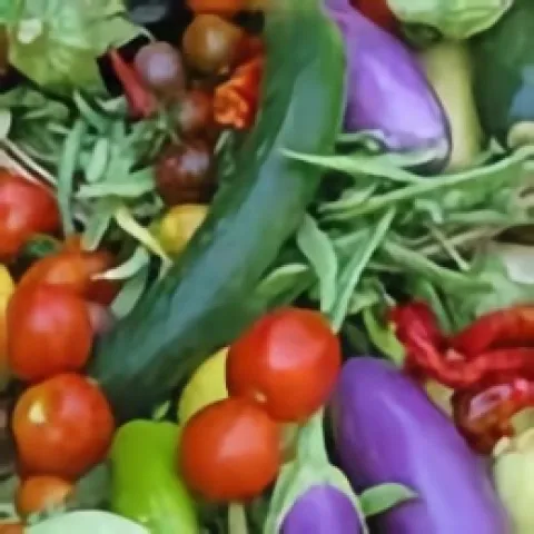 Assortment of vegetables including green squash and red tomatoes