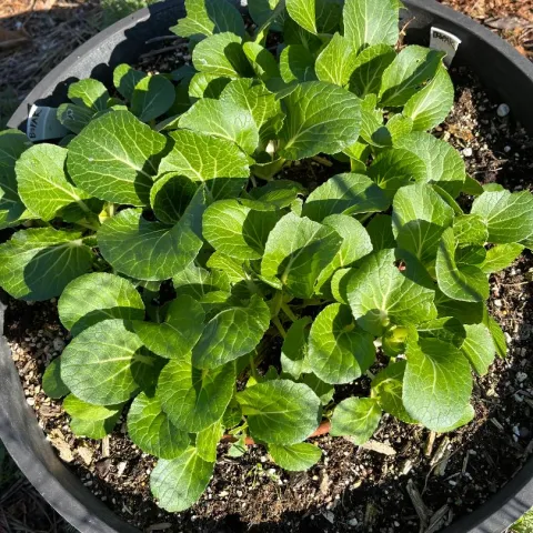 bok choi vegetables in containers, J Cloutier.jpg