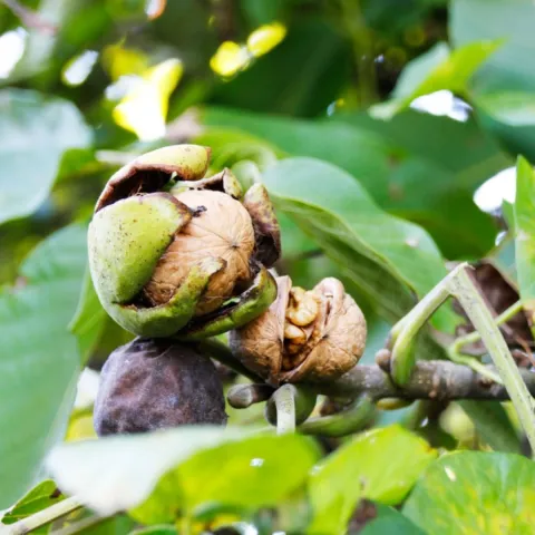 walnuts on a tree