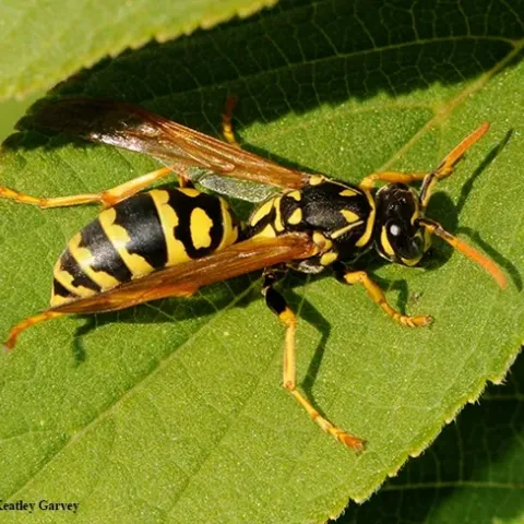 A western yellowjacket, Vespula pensylvanica, foraging on a Myoporum at Bodega Bay. (Photo by Kathy Keatley Garvey)