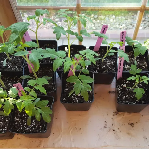 Learn to start tomato plants from seed at the upcoming Seed Starting Workshop. Kristina Thompson