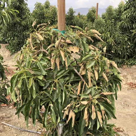 An avocado tree with yellowed, curled leaves over green leaves