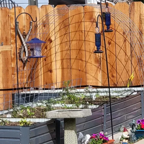 Hummingbird feeders hanging on hooks