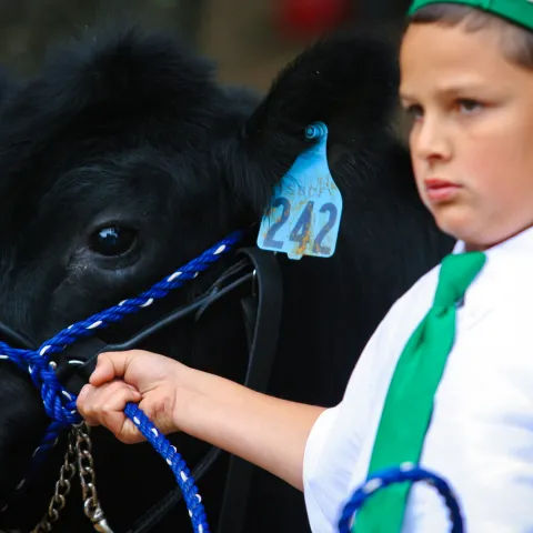 boy with steer