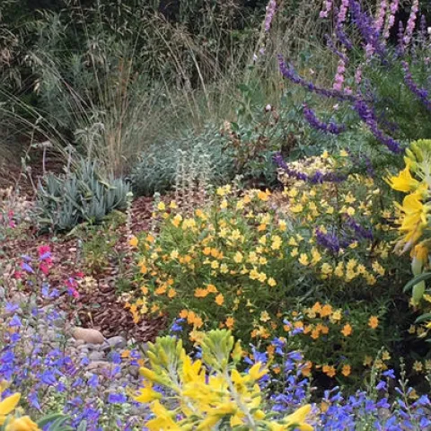 CA natives, Paula Stapleton.jpg