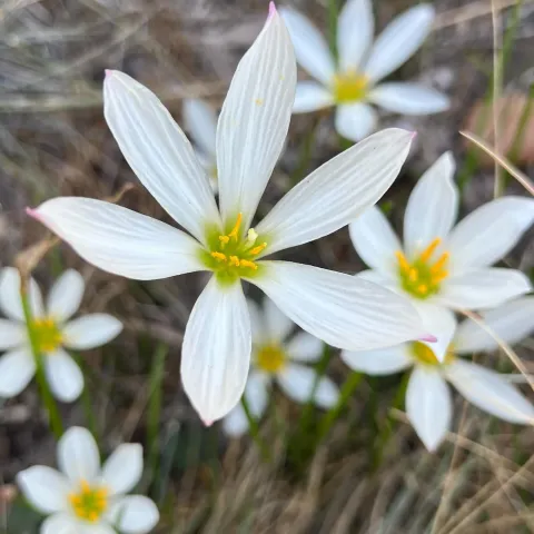Photo of blossoms on an Argentine rain lily.
