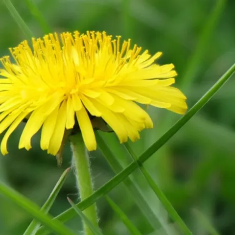 dandelion in a lawn