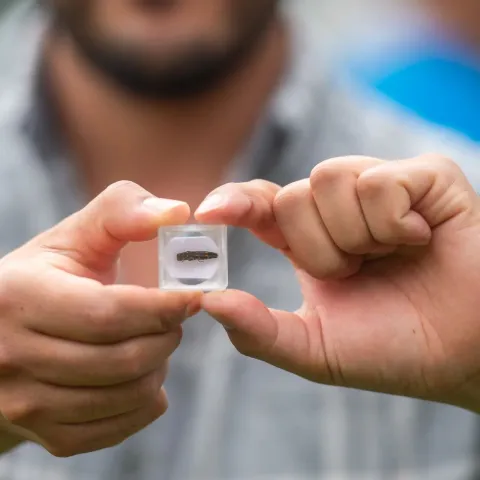 A man holding a sample go a Goldspotted Oak Borer