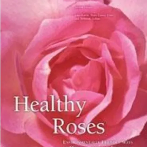 Healthy Roses
