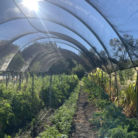 Le-Fort's Organic Crop Farm