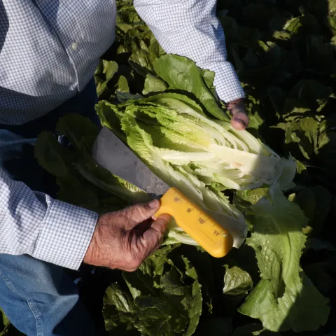 Someone holds a lettuce cut in half in their hands