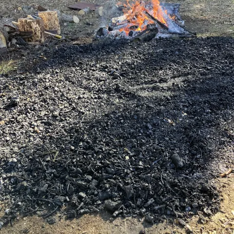 Black biochar on a forest floor.