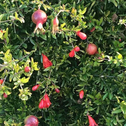 Pomegranate Tree with Fruit