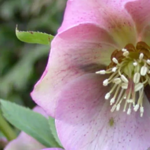 Pink Lenten rose