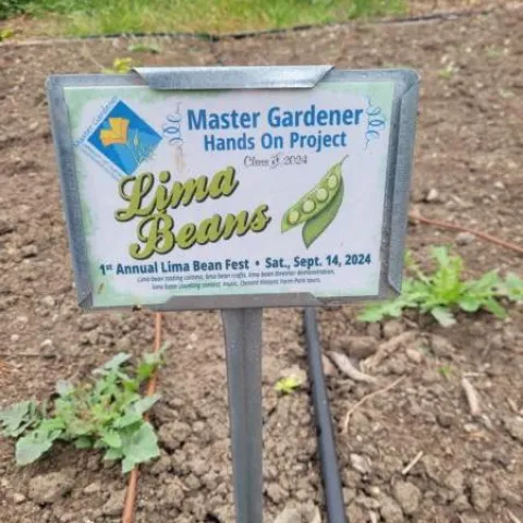 Lima bean sign, Master Gardener photo