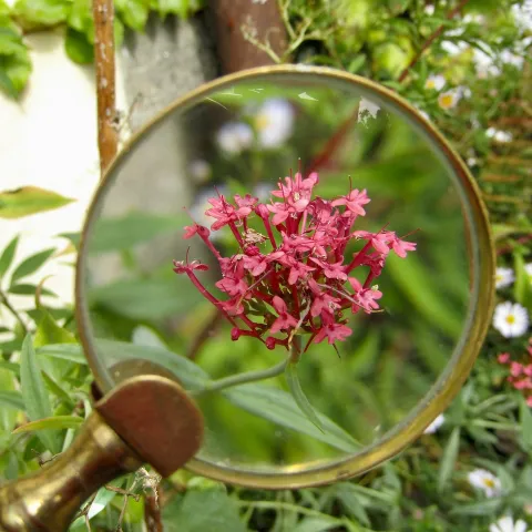 Magnifying glass over a pink flower cluster in a garden