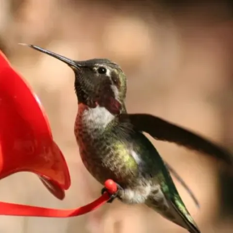 Hummingbird on feeder