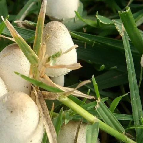 White mushrooms growing in grass
