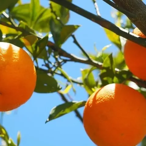 oranges