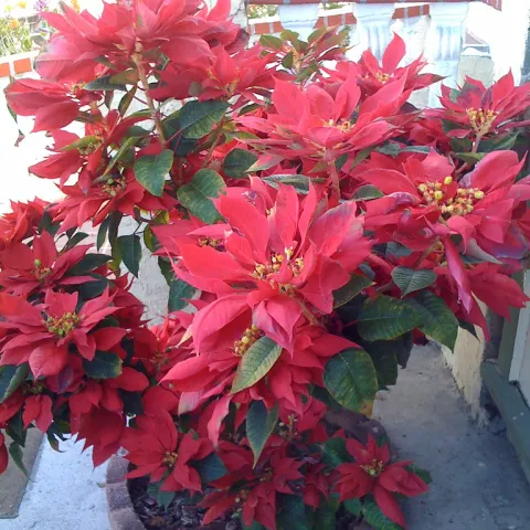 red poinsettia plants