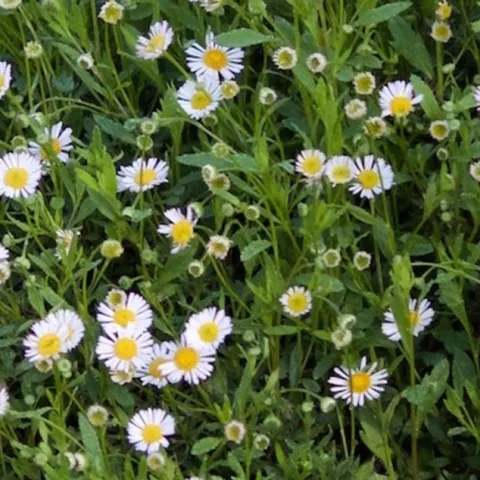 Monarch Nature Trail Volunteer Day - Huntington Beach