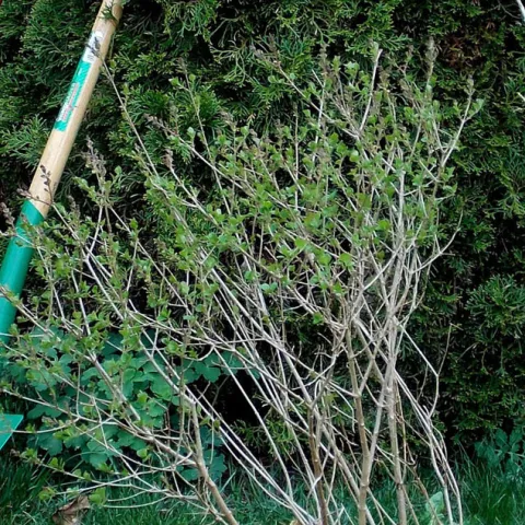 Month By Month in the Garden - Anaheim