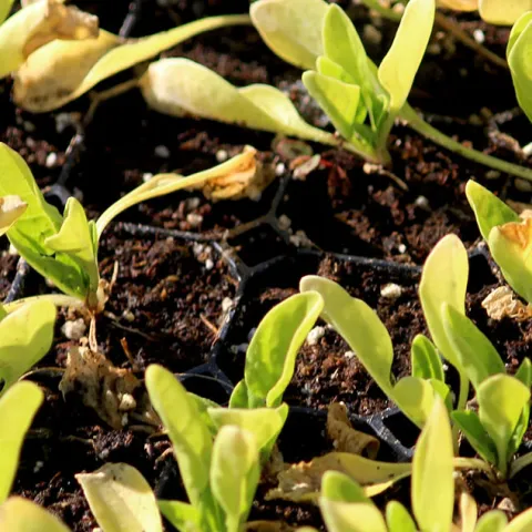 Seed Starting - Westminster 