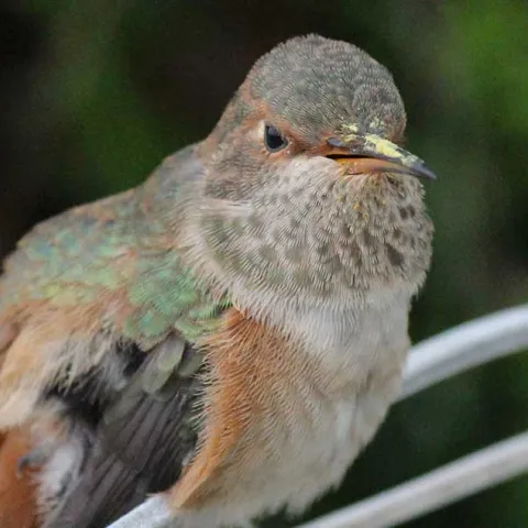 Creating Habitat For Backyard Birds - Newport Beach