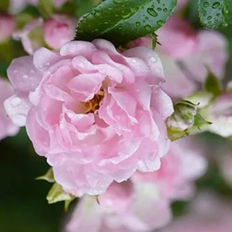 Promise Me A Rose Garden - Mission Viejo