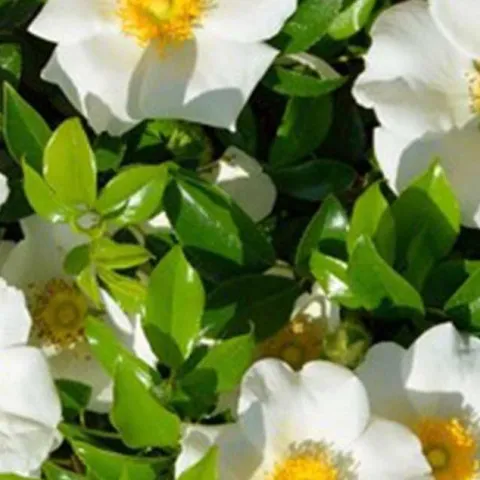 Promise Me A Rose Garden – Zoom Encore