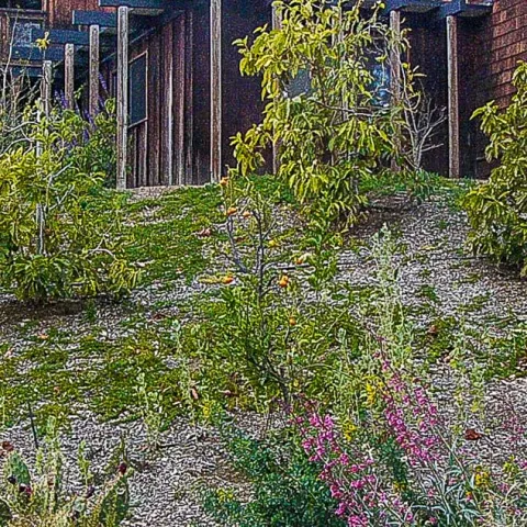 Sustainable Gardening For Native Plants - Brea