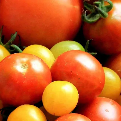 Tomatoes A to Z - Irvine