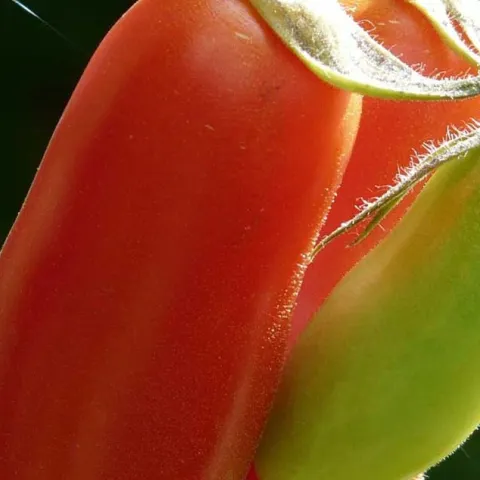 Grow It Now – Spring Veggies - Fullerton