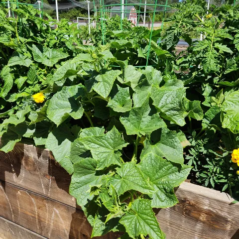 Raised Bed Summer Vegetables, Jill Willard.jpg