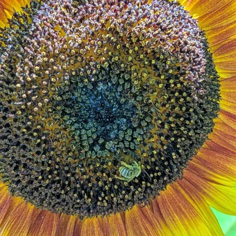 Bees, Butterflies and Other Pollinators - Laguna Beach