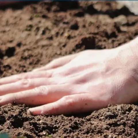 Photo of a hand resting on soil.