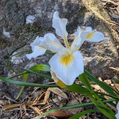 White Iris - photo by Janet Gilmore - 1920px