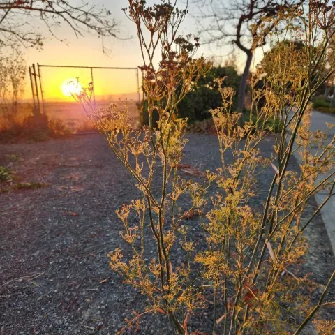a winter sunset looking through a chainlink fence to the marshlands and mountains beyond