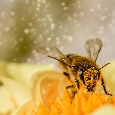 bee with pollen