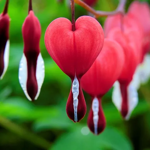 bleeding heart flowers on a green backgroun