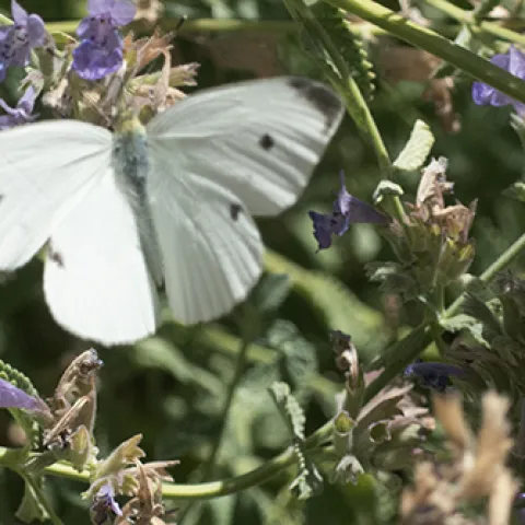 Cabbage white butterfly, Pieris rapae, in flight. (Photo by Kathy Keatley Garvey)