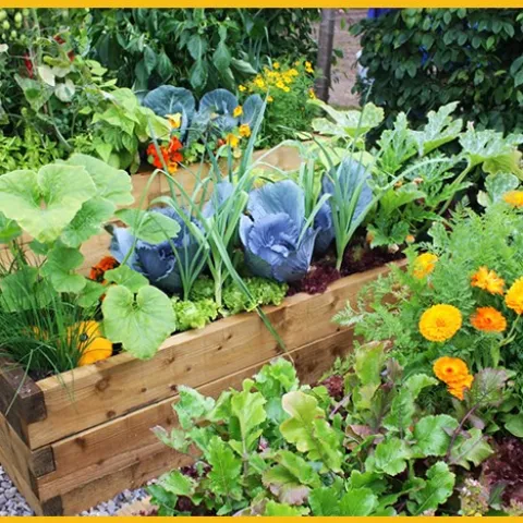 companion planting, uc san diego