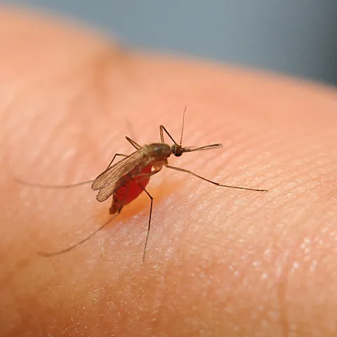 A mosquito, Culex quinquefasciatus, drawing blood. (Photo by Kathy Keatley Garvey)