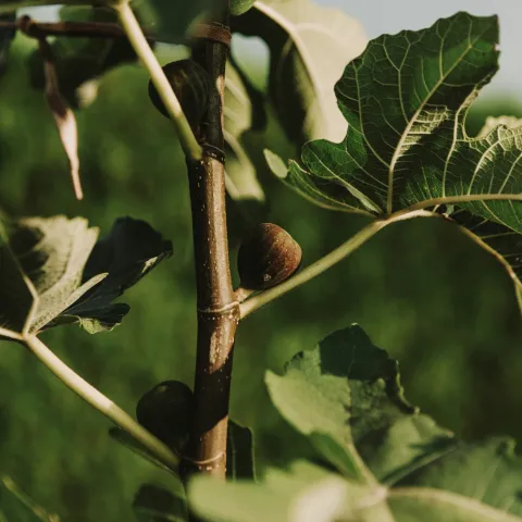 Fig tree