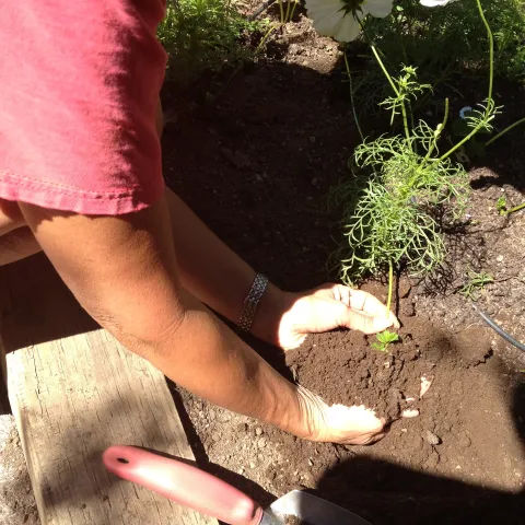 prepping a garden bed for spring