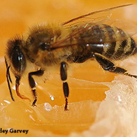 Honey bee on honeycomb. (Photo by Kathy Keatley Garvey)