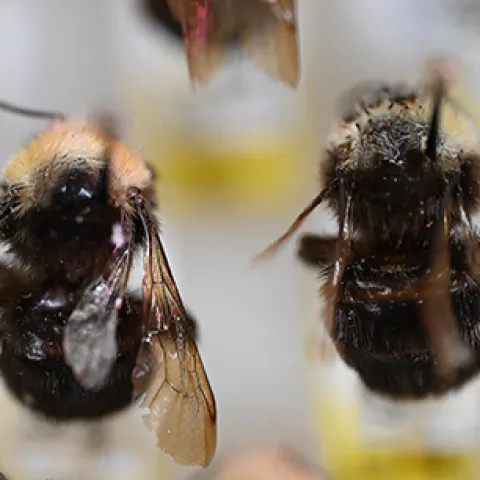 Franklin's bumble bee specimens at Bohart Museum of Entomology. (Photo by Kathy Keatley Garvey)