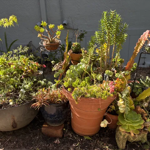variety of succulents in varying types of containers